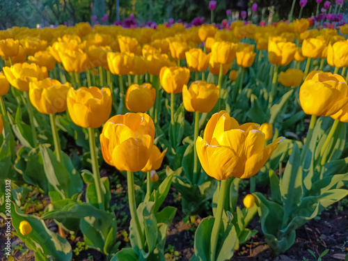 Golden yellow tulips blooming in a spring park at sunset