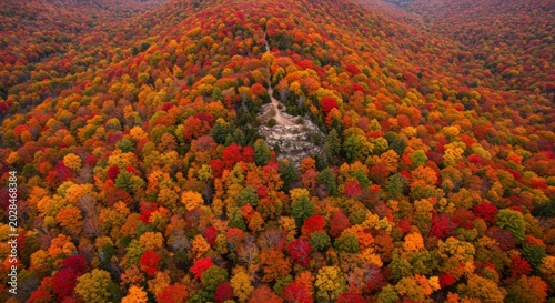 Top-down drone view of a colorful autumn hill canopy.