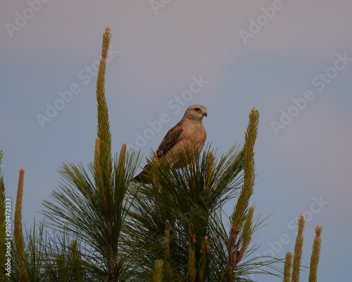 Red shouldered hawk atop a pine tree