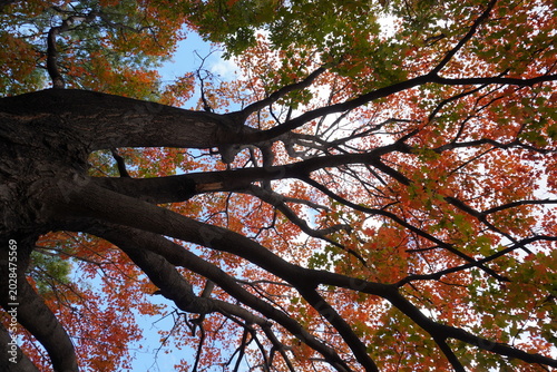 Fotografie Autumn Leaves and Tree Detail