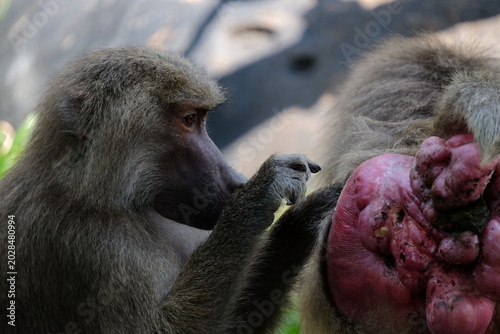 Obraz na płótnie mother and baby baboon