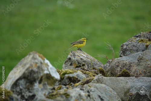 Schilderij op canvas the male yellow wagtail (Motacilla flava) a beautiful summer visitor to the UK