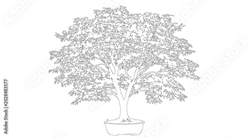 Bilde på lerret Sprawling Broadleaf Tree Wide Architecture Drawing Lineart Sketch Vector Illustr