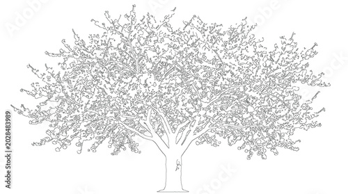 Foto Leafy Broadleaf Tree Design Lineart Sketch Vector Illustration Nature Plant Flor