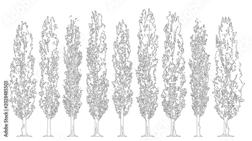 Tableau sur toile Poplars Row Trees Slender Architecture Drawing Lineart Sketch Vector Illustratio
