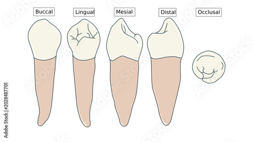 Obraz na płótnie Mandibular First Premolar Anatomy Diagram - Multi-View Dental Illustration