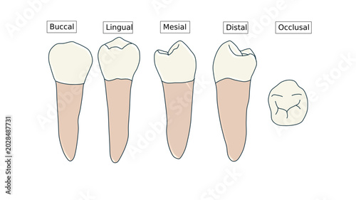Fotografie Mandibular Second Premolar Anatomy Diagram - Multi-View Dental Illustration