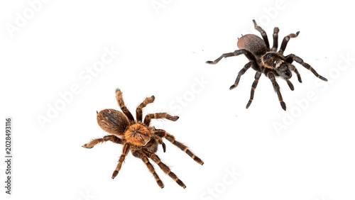 Photos Two scary dangerous hairy tarantula spiders crawling side view macro arachnid wi
