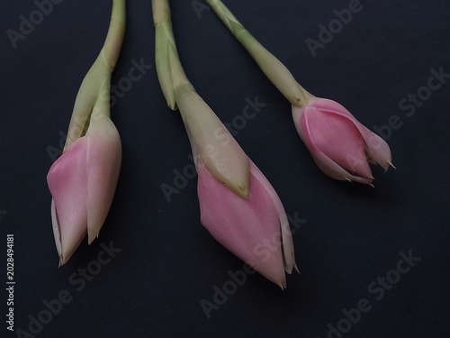 Three Pink Torch Ginger Flower Buds Isolated on Dark Navy Background