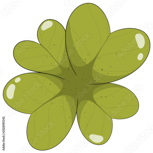 A green clover has four lobes.