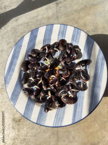 Bilde på lerret Vertical shot Sprouted runner bean vegetable seeds growing white shoots on a pla