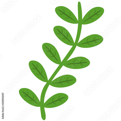 green plant isolated on white background