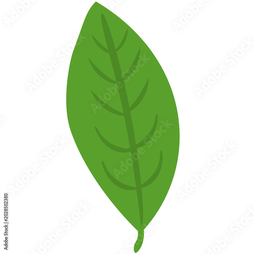 green leaf isolated