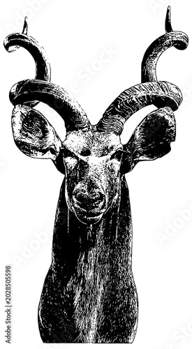 Canvastavla Mounted Greater Kudu antelope taxidermy sketch in black, isolated