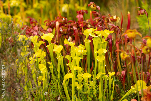 Pitcher plant blooming in the garden in summer. Selective focus.