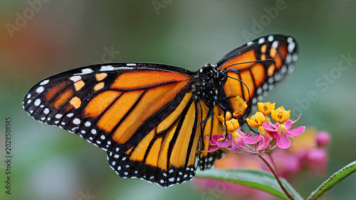 monarch butterfly on a flower