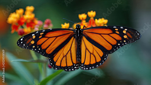 butterfly on flower