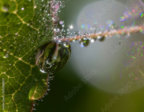 Foto Macro shot of water droplets clinging to a green leaf's edge with bokeh