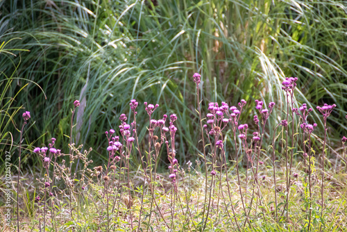 Flores rosadas silvestres