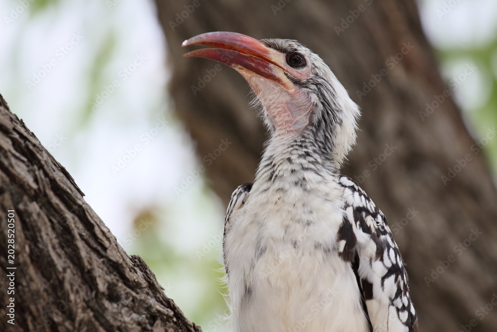 Fototapeta premium Southern Red-billed Hornbill perched on a tree in Etosha National Park, Namibia