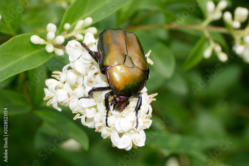 Картината върху платно Copper Chafer Protaetia cuprea beetle cockroach  perched