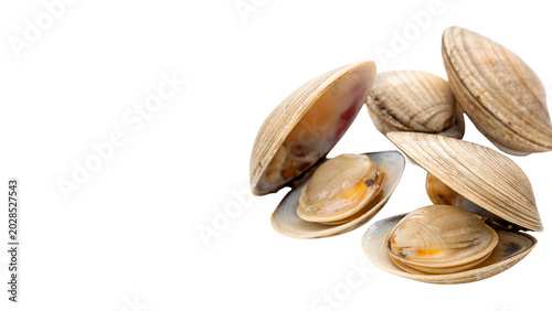 Tableau sur toile Multiple natural open double bivalve clam sea shells showing organic texture iso