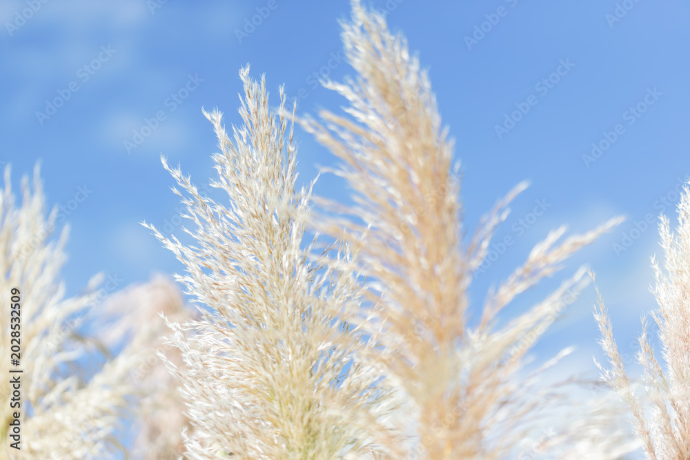Fototapeta premium Soft ornamental grass against blue sky