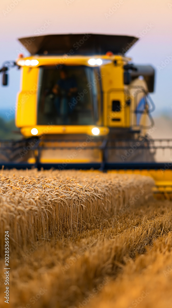 Fototapeta premium Close-up of ripe golden wheat in a field with a combine harvester blurred in the background during harvest season.