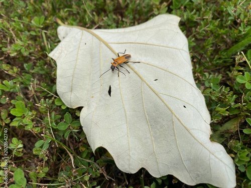 Foto Goldenrod solider beetle on a leaf