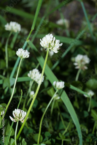 Close-up of white clover flowers blooming in a green grass field.