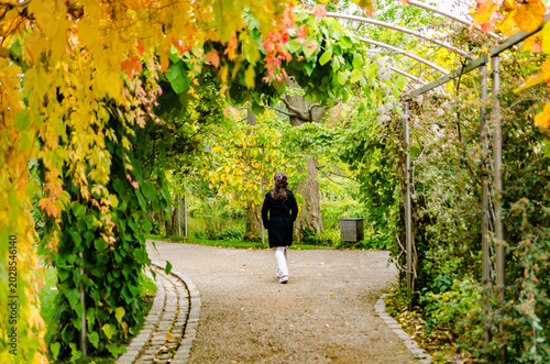 Fotografía Promenade sous une arche de couleurs d’automne