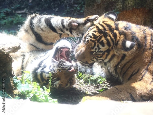 Tableau sur toile Sibling Sumatran Tigers Playing Together