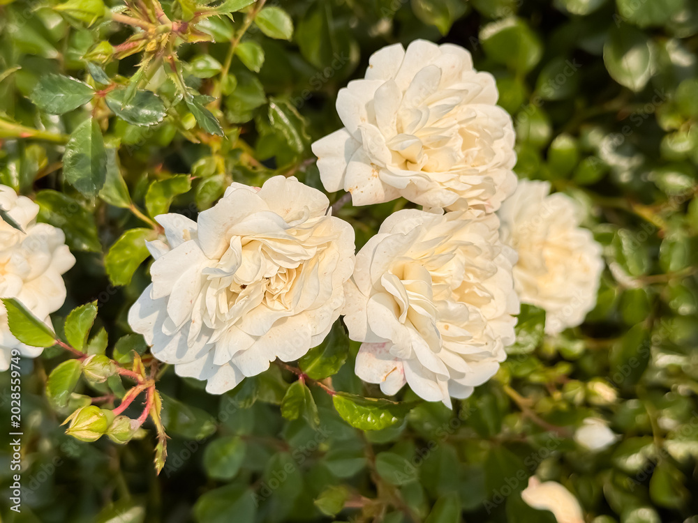 Fototapeta premium White roses blooming on a green bush with multiple layered petals in natural sunlight