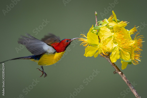Fotografie Sunbirds perched on apricot blossom branches in a park in Ho Chi Minh City, Vietnam