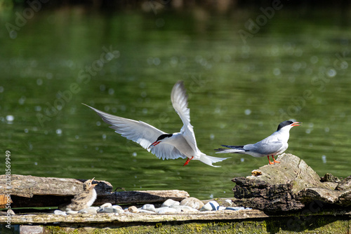 common tern large aquatic bird fisherman at the nest and in flight