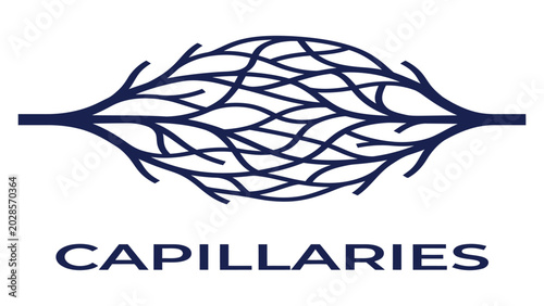 Tableau sur toile Capillaries network is shown in a detailed medical illustration representing human blood vessels