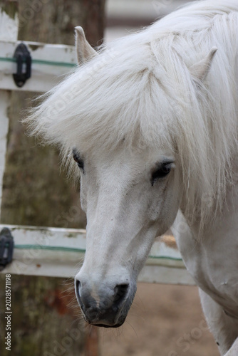 portrait of a  white horse