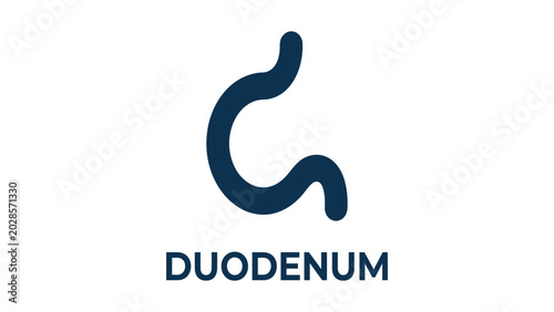 Cuadro en lienzo Duodenum icon represents the human digestive organ in a clean medical diagram style for education