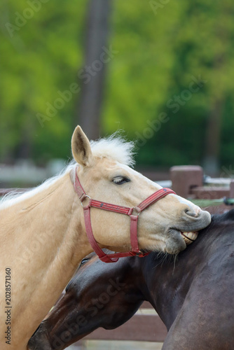 portrait of a horse