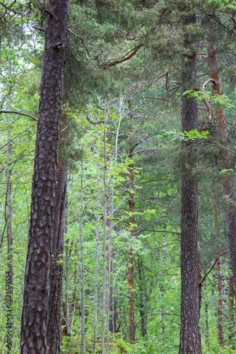 trees in the forest