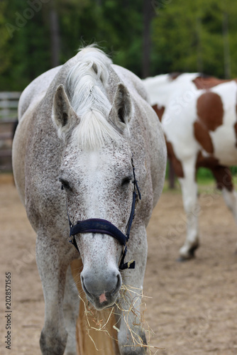 portrait of a horse