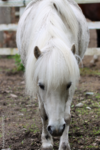 white horse portrait