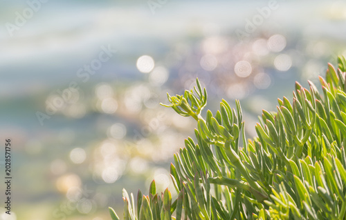 Sea Fennel Crithmum maritimum Coastal Foliage closeup Shot