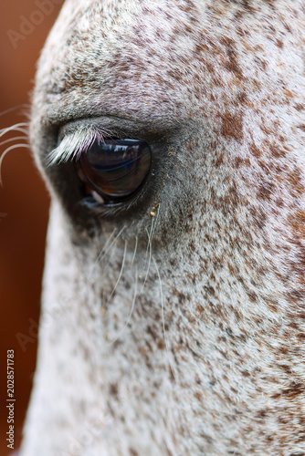 eye of the horse