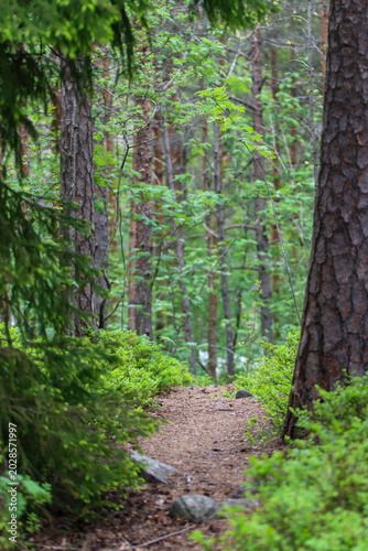 Narrow path in the forest