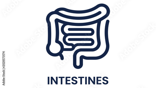 Cuadro en lienzo Intestines icon depicts the human digestive organ system in a simple blue line art style