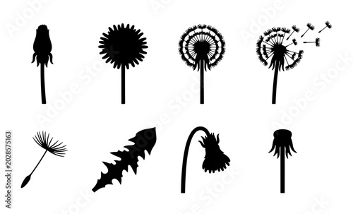 Quadro su tela Dandelion Seed Stages Vector Icons, Silhouette Flower Life Cycle Elements, Blowb