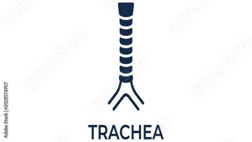 Tableau sur toile Trachea anatomy illustration shows the human windpipe structure for medical and educational purposes