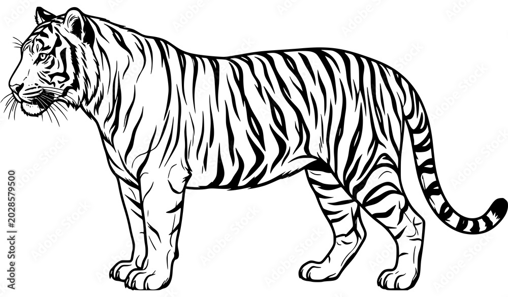 Fototapeta premium Powerful Tiger Profile Line Art Vector Illustration