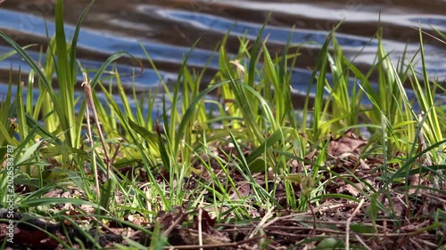 Fresh green grass growing on riverbank against blue rippled water